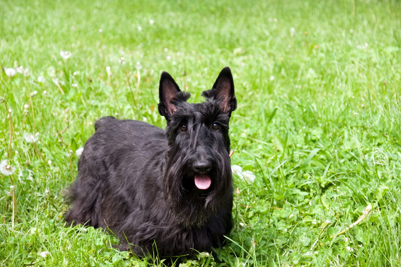 Dog in the Grass