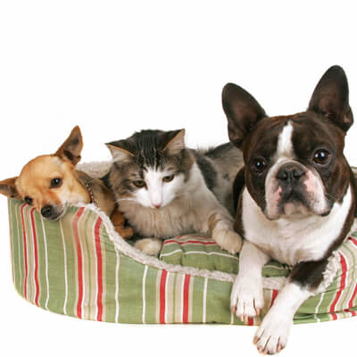 Cats and dogs laying in bed Cats and dogs laying in bed