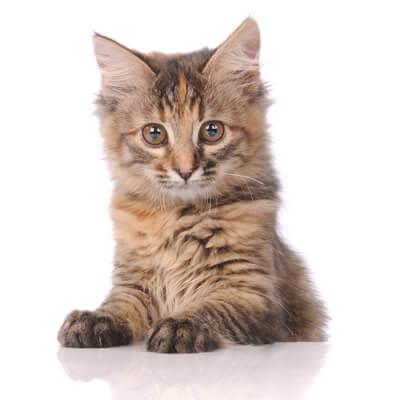 Inquisitve Cat Inquisitve Cat