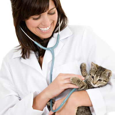 Vet with kitten Vet with kitten