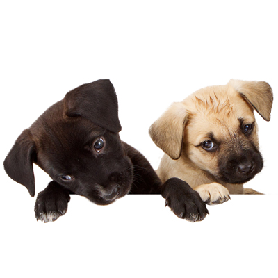 Puppies Puppies