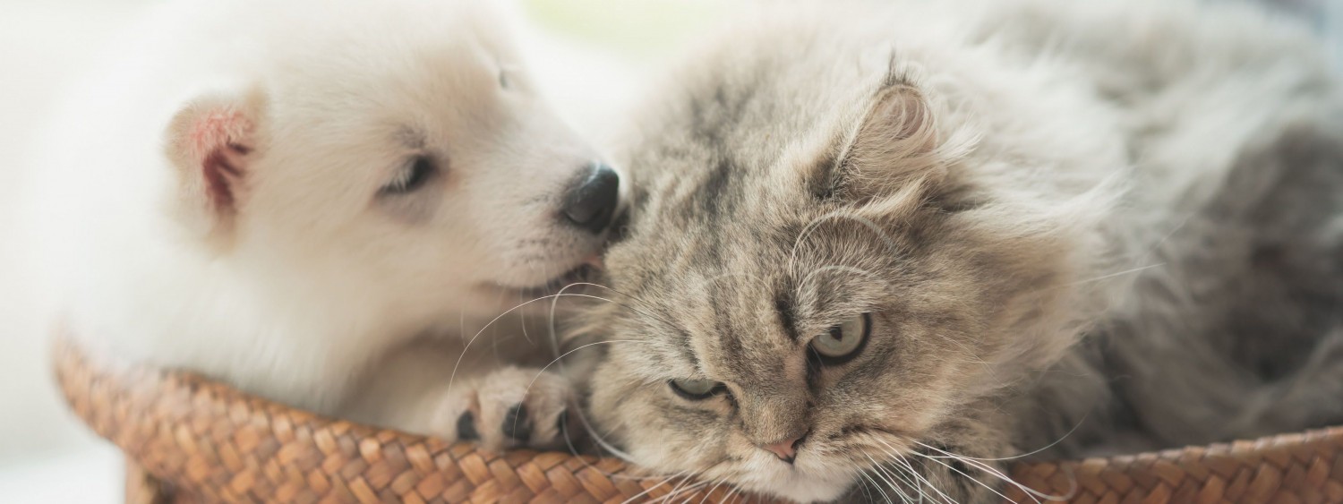 Puppy and kitten laying together
