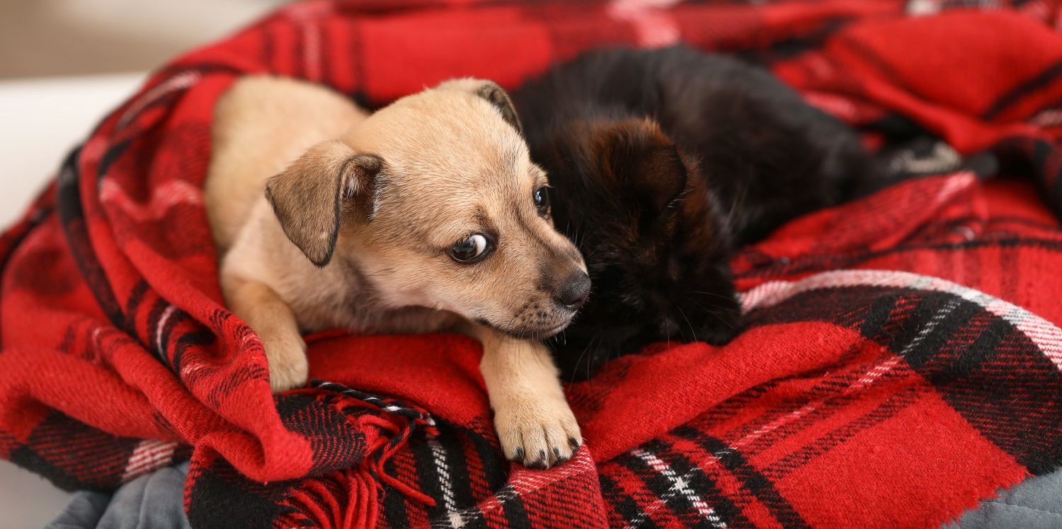 Puppy and kitten laying together
